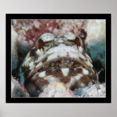 Jawfish mit Eiern Poster (Vorne)