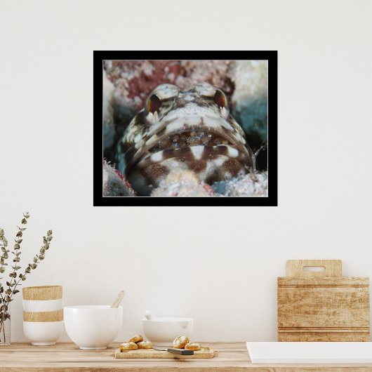 Jawfish mit Eiern Poster (Küche)