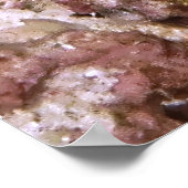 Jawfish Peeking Poster (Ecke)