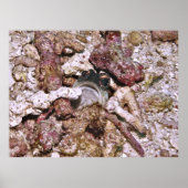 Jawfish Peeking Poster (Vorne)