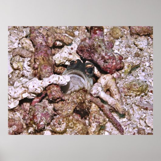 Jawfish Peeking Poster (Vorne)