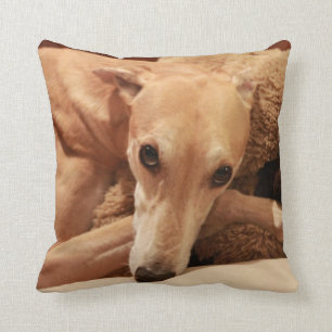 Jax auf seinem Kissen