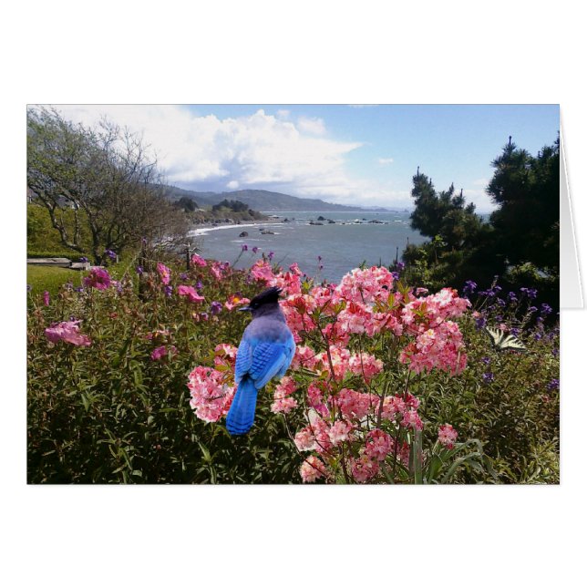 Jay (Vorderseite (Horizontal))