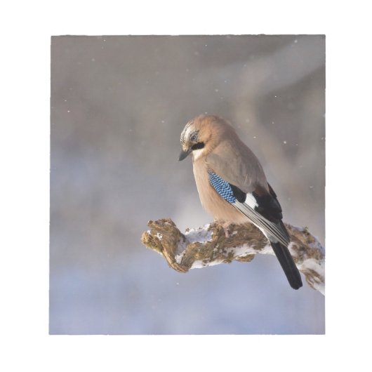 Jay Bird im Winter Notizblock (Vorderseite)