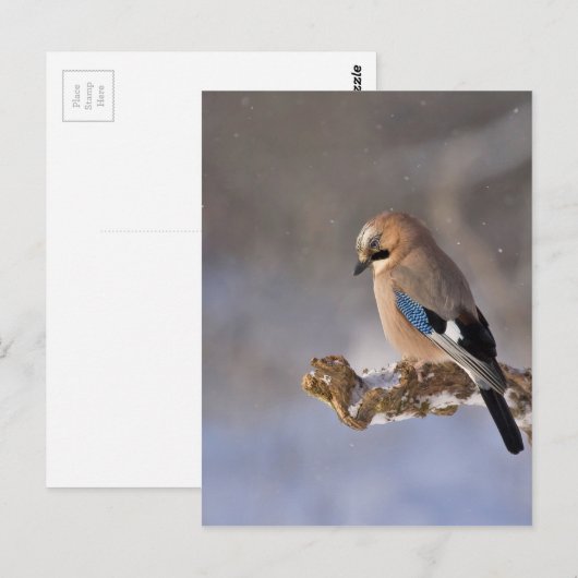 Jay Bird im Winter Postkarte (Vorne/Hinten)