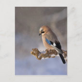 Jay Bird im Winter Postkarte (Vorderseite)