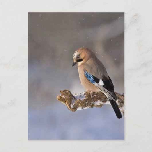 Jay Bird im Winter Postkarte (Vorderseite)