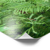 Jay Cooke Staat Park Ferns und Forest Fotodruck (Ecke)