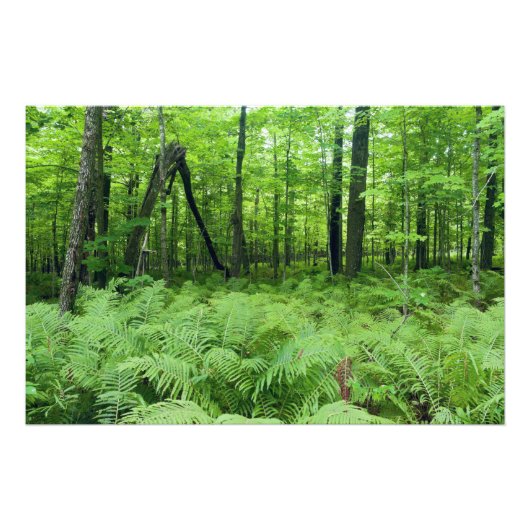 Jay Cooke Staat Park Ferns und Forest Fotodruck (Vorne)