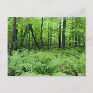 Jay Cooke Staat Park Ferns und Forest Postkarte