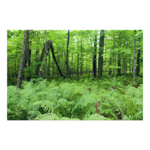 Jay Cooke State Park Farne und Wald Fotodruck