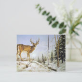 Jay Peak, weißer Schwanz Postkarte (Stehend Vorderseite)