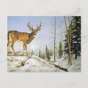 Jay Peak, weißer Schwanz Postkarte