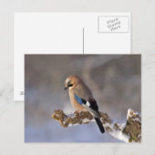 Jay-Vogel, der auf einem Ast sitzt Postkarte (Vorne/Hinten)