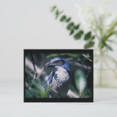 Jay, Western Postkarte (Stehend Vorderseite)