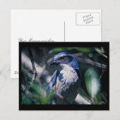 Jay, Western Postkarte (Vorne/Hinten)