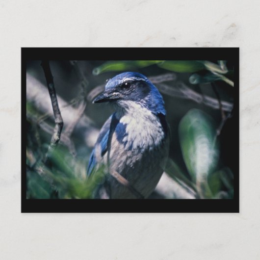 Jay, Western Postkarte (Vorderseite)