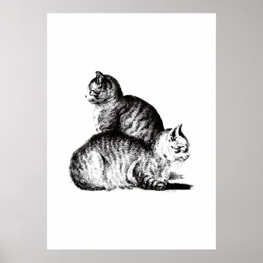 Jean Bernard's two cats combination Poster (Vorne)