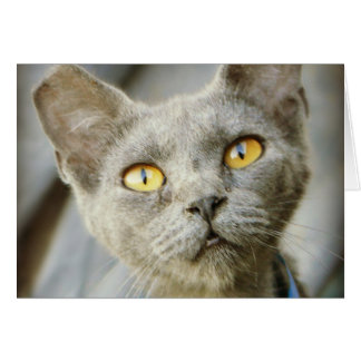 Jean Gray von letzter Hoffnung