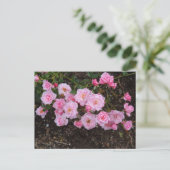 Jeanne LaJoie Rose #1 Postcard Postkarte (Stehend Vorderseite)