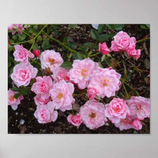 Jeanne LaJoie Rose #1 Poster (Vorne)