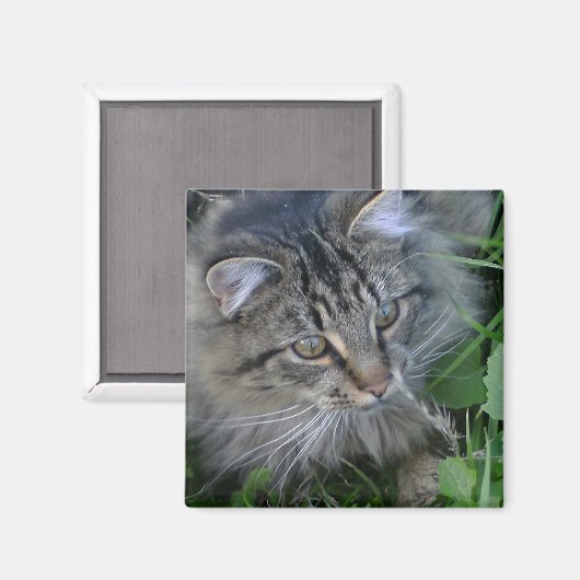 Jebediah! Magnet (Vorderseite/Rückseite)