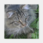 Jebediah! Magnet (Vorne)