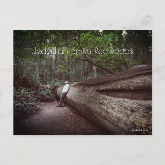 Jedediah Smith Redwoods Staat Park Postkarte (Vorderseite)