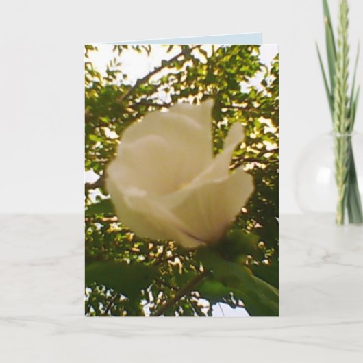 Jeden Anlaß White Rose Karte (Vorderseite)