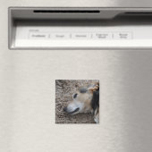 Jeden Schritt beobachten Magnet (In Situ (Geschirrspüler))