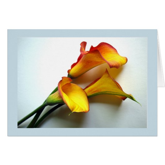 Jeder Fall Mango gefärbt Calla Lily Fotograf (Vorderseite (Horizontal))