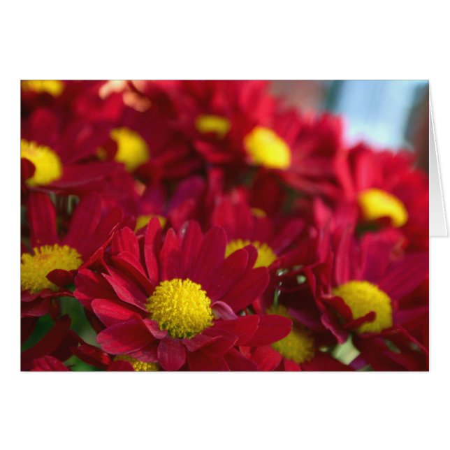 Jeder hat eine Mama (Vorderseite (Horizontal))