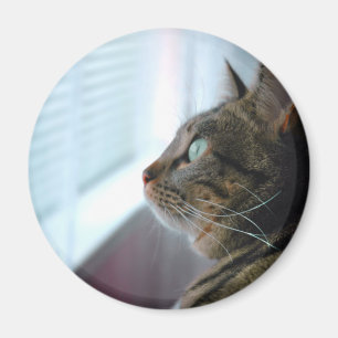 Jedes erwägt die Miezekatze draußen Magnet