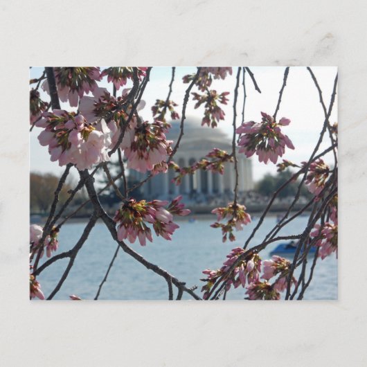 Jefferson Memorial National Cherry Blossom Fest Postkarte (Vorderseite)