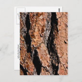 Jeffrey Pine Bark Detail Postkarte (Vorne/Hinten)