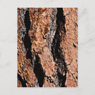 Jeffrey Pine Bark Detail Postkarte