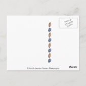 Jekyll Island, Georgia Postcard Postkarte (Rückseite)