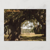 Jekyll Island Weg zum Sumpf Postkarte (Vorderseite)