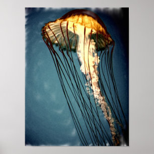 jellly_fly_2643_Paint_crtd Poster