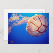 Jelly Fish Post Card Postkarte (Vorne/Hinten)