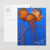 Jelly Fish Postcard Postkarte (Vorne/Hinten)