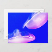 Jelly Fish Postcard Postkarte (Vorne/Hinten)