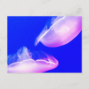 Jelly Fish Postcard Postkarte
