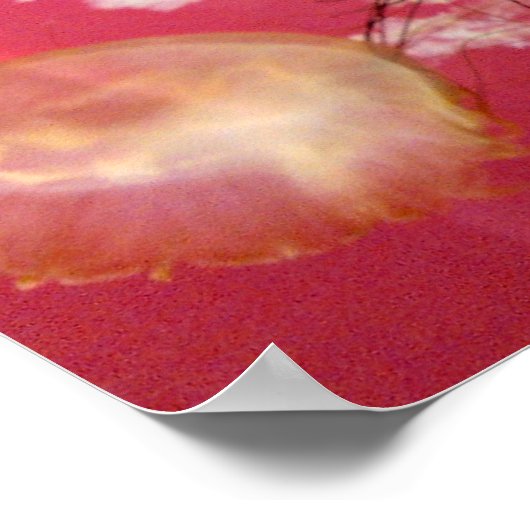 Jelly Fish Poster (Ecke)