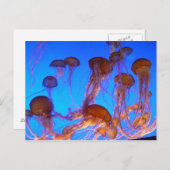 Jelly Fish Postkarte (Vorne/Hinten)