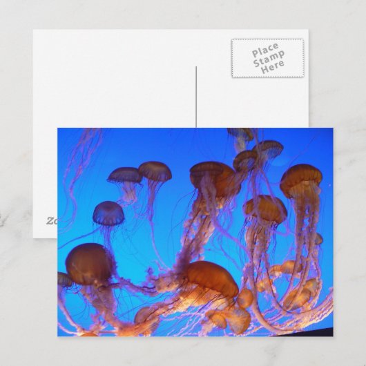 Jelly Fish Postkarte (Vorne/Hinten)