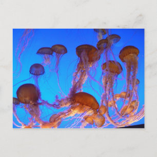 Jelly Fish Postkarte
