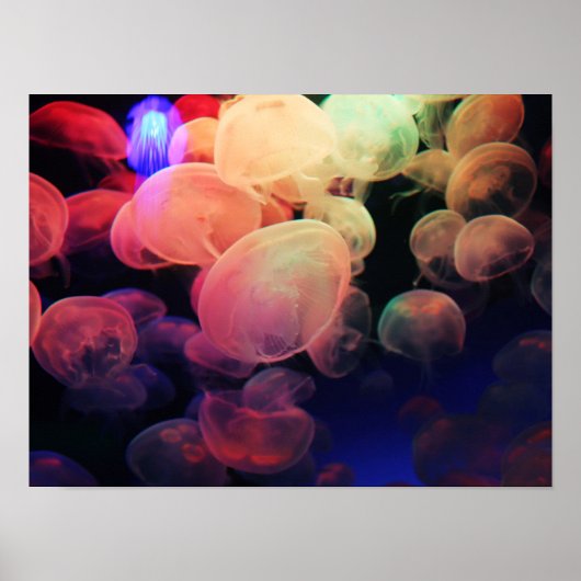 Jelly Liebe Poster (Vorne)