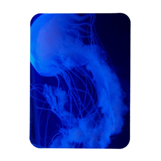 Jelly-Magnet Magnet (Vertikal)