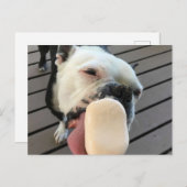 Jellybothe Boston Terrier Postkarte (Vorne/Hinten)